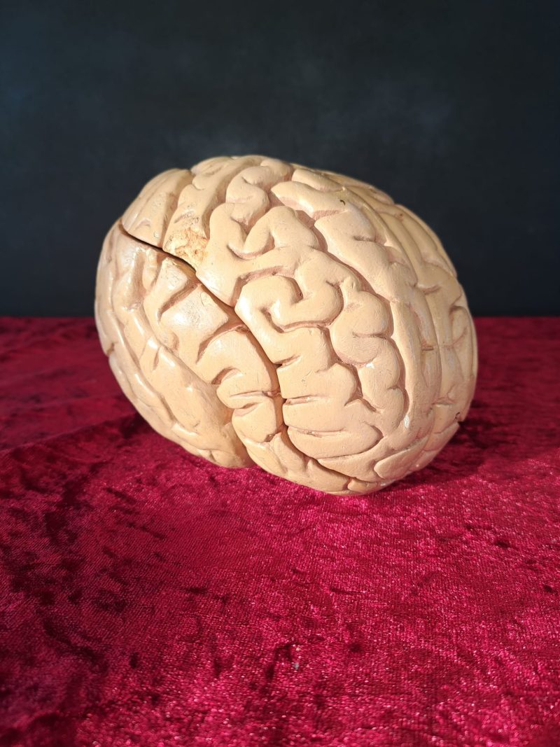 antique plaster brain