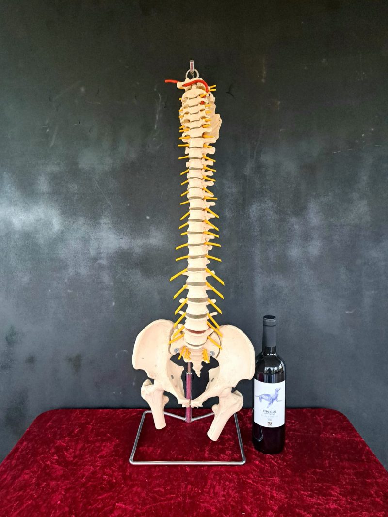 full size spine model