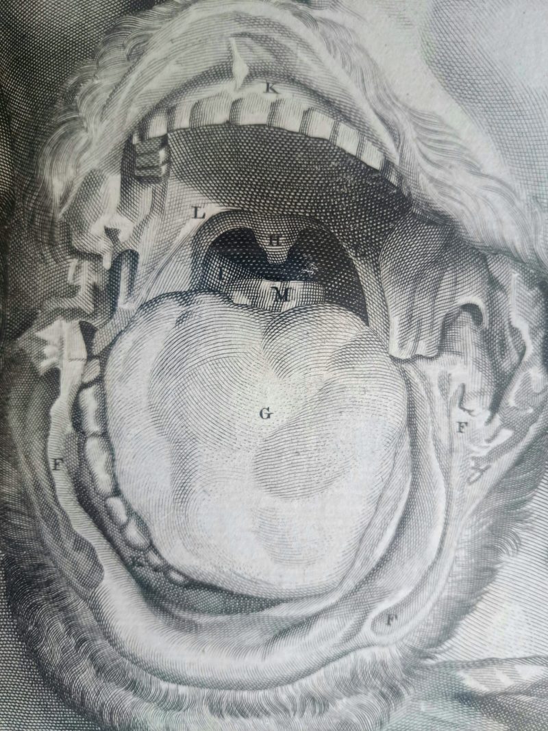 medical engraving throat