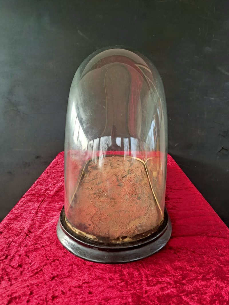 victorian taxidermy glass dome case (7)