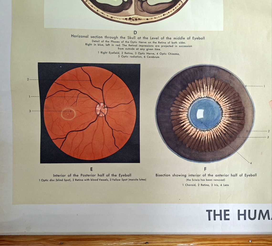 Vintage (1952) Adam Rouilly Human Eye Chart – Norfolk Vintiques