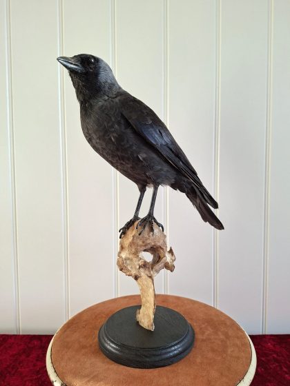 Taxidermy Crow (2)