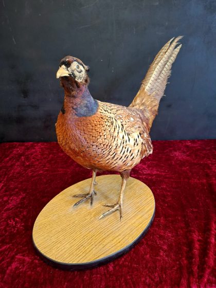 Antique Male Pheasant (4)