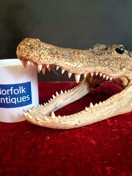 28cm long Alligator head (8)